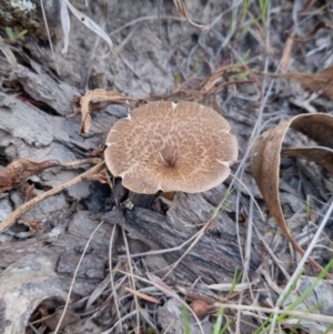 Lentinus arcularius at Bungendore, NSW - 15 Oct 2023