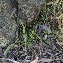 Asplenium flabellifolium (Necklace Fern) at The Pinnacle - 14 Oct 2023 by sangio7