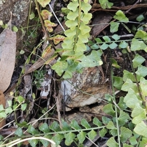 Asplenium flabellifolium at Hawker, ACT - 14 Oct 2023