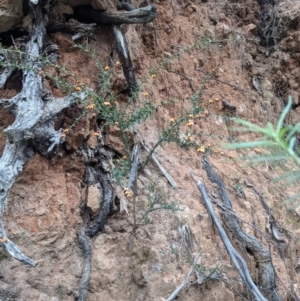 Daviesia ulicifolia subsp. ruscifolia at Paddys River, ACT - 15 Oct 2023 12:15 PM