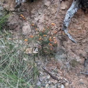 Daviesia ulicifolia subsp. ruscifolia at Paddys River, ACT - 15 Oct 2023