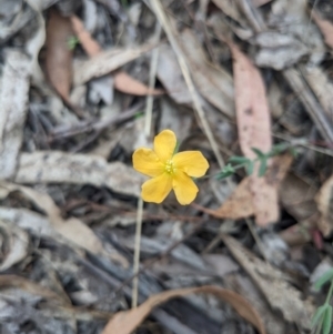 Hypericum gramineum at Tidbinbilla Nature Reserve - 15 Oct 2023