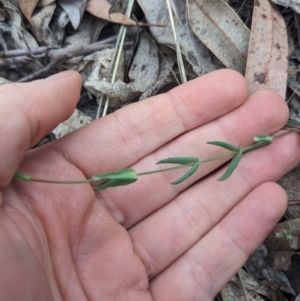 Hypericum gramineum at Tidbinbilla Nature Reserve - 15 Oct 2023