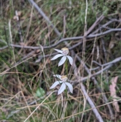 Caladenia moschata (Musky Caps) at Paddys River, ACT - 15 Oct 2023 by WalterEgo