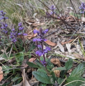 Ajuga australis at Paddys River, ACT - 15 Oct 2023