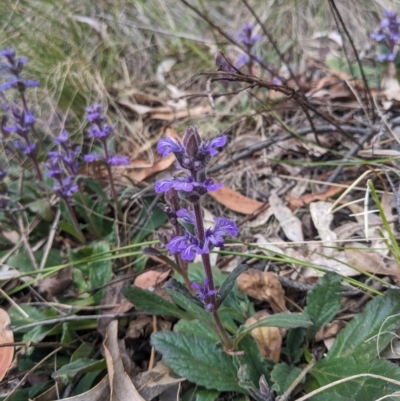 Ajuga australis (Austral Bugle) at Tidbinbilla Nature Reserve - 15 Oct 2023 by WalterEgo