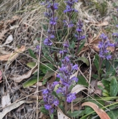 Ajuga australis at Paddys River, ACT - 15 Oct 2023