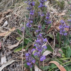 Ajuga australis at Paddys River, ACT - 15 Oct 2023