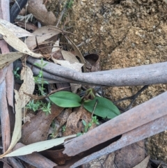 Chiloglottis valida (Large Bird Orchid) at Tidbinbilla Nature Reserve - 15 Oct 2023 by WalterEgo