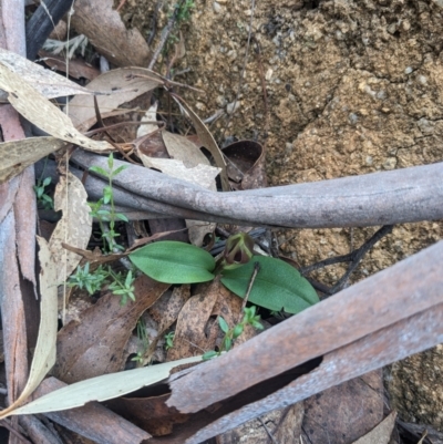 Chiloglottis valida (Large Bird Orchid) at Paddys River, ACT - 15 Oct 2023 by WalterEgo