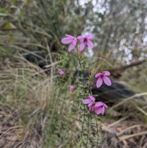 Tetratheca bauerifolia at Paddys River, ACT - 15 Oct 2023