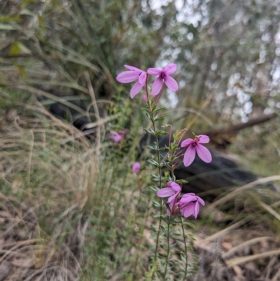 Tetratheca bauerifolia (Heath Pink-bells) at Paddys River, ACT - 15 Oct 2023 by WalterEgo