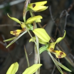 Diuris sulphurea at Majura, ACT - suppressed