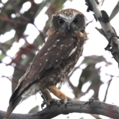 Ninox boobook (Southern Boobook) at McQuoids Hill - 15 Oct 2023 by HelenCross