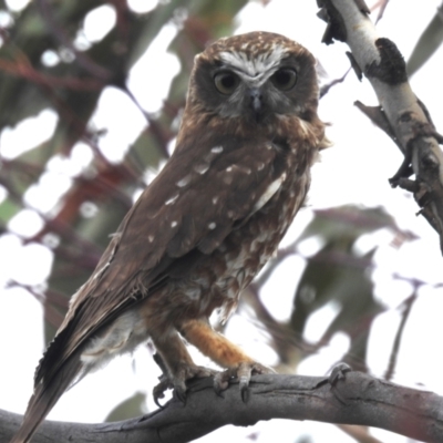 Ninox boobook (Southern Boobook) at McQuoids Hill - 15 Oct 2023 by HelenCross