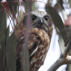 Ninox boobook at Tuggeranong, ACT - 15 Oct 2023