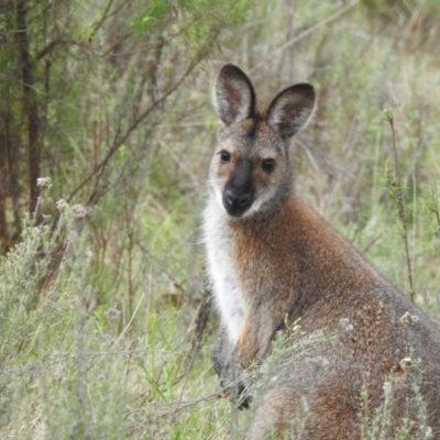 Notamacropus rufogriseus (Red-necked Wallaby) at McQuoids Hill - 15 Oct 2023 by HelenCross