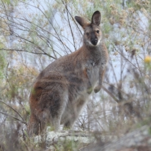 Notamacropus rufogriseus at Tuggeranong, ACT - 15 Oct 2023