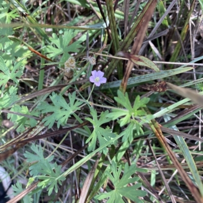 Geranium solanderi var. solanderi (Native Geranium) at Bruce, ACT - 15 Oct 2023 by lyndallh