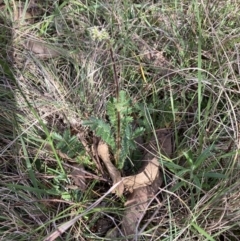 Acaena (genus) (A Sheep's Burr) at Bruce, ACT - 15 Oct 2023 by lyndallh