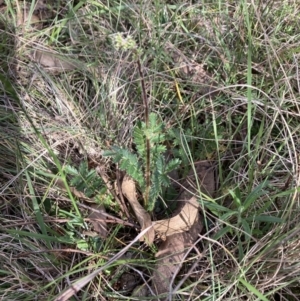 Acaena sp. at Bruce, ACT - 15 Oct 2023