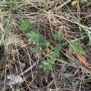 Acaena sp. at Bruce, ACT - 15 Oct 2023