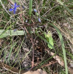 Dianella revoluta var. revoluta (Black-Anther Flax Lily) at Bruce, ACT - 15 Oct 2023 by lyndallh