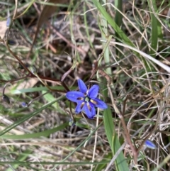 Dianella revoluta var. revoluta at Bruce, ACT - 15 Oct 2023