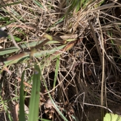 Dianella revoluta var. revoluta at Bruce, ACT - 15 Oct 2023