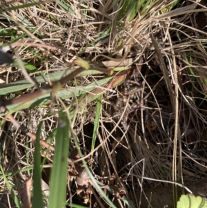 Dianella revoluta var. revoluta at Bruce, ACT - 15 Oct 2023 04:36 PM