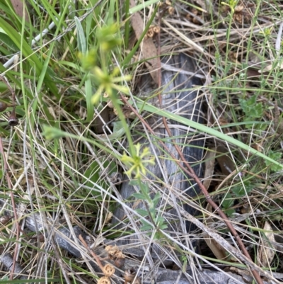 Pimelea curviflora (Curved Rice-flower) at Flea Bog Flat, Bruce - 15 Oct 2023 by lyndallh