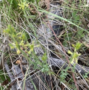 Pimelea curviflora at Bruce, ACT - 15 Oct 2023 04:27 PM