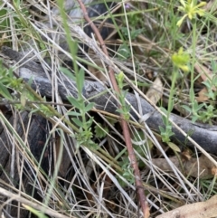 Pimelea curviflora at Bruce, ACT - 15 Oct 2023