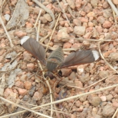 Comptosia stria (A bee fly) at McQuoids Hill - 15 Oct 2023 by HelenCross