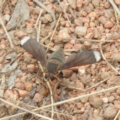Comptosia stria (A bee fly) at McQuoids Hill NR (MCQ) - 15 Oct 2023 by HelenCross