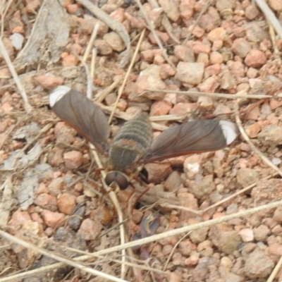 Comptosia stria (A bee fly) at McQuoids Hill - 15 Oct 2023 by HelenCross