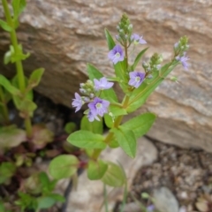 Veronica anagallis-aquatica (Blue Water Speedwell) at QPRC LGA - 15 Oct 2023 by clarehoneydove