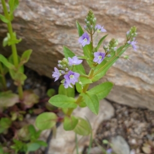 Veronica anagallis-aquatica at Bungendore, NSW - 15 Oct 2023