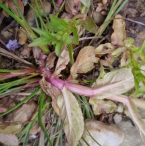 Veronica anagallis-aquatica at Bungendore, NSW - suppressed