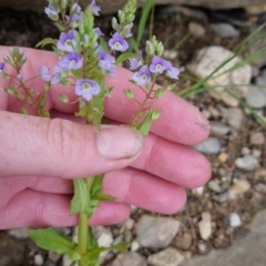 Veronica anagallis-aquatica at Bungendore, NSW - 15 Oct 2023