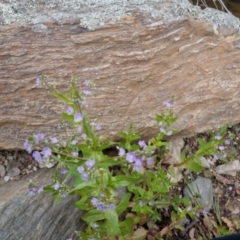 Veronica anagallis-aquatica at Bungendore, NSW - 15 Oct 2023