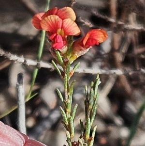 Dillwynia sericea at Belconnen, ACT - 15 Oct 2023