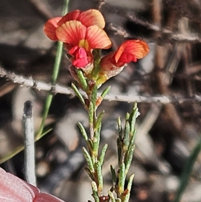 Dillwynia sericea (Egg And Bacon Peas) at Belconnen, ACT - 15 Oct 2023 by sangio7