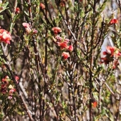 Dillwynia sericea at Belconnen, ACT - 15 Oct 2023