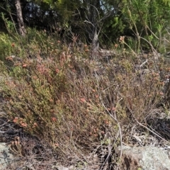 Dillwynia sericea at Belconnen, ACT - 15 Oct 2023