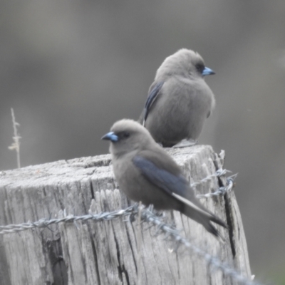 Artamus cyanopterus cyanopterus (Dusky Woodswallow) at Tuggeranong, ACT - 15 Oct 2023 by HelenCross