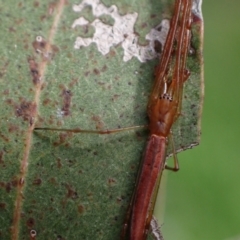 Tetragnatha sp. (genus) (Long-jawed spider) at Murrumbateman, NSW - 15 Oct 2023 by SimoneC