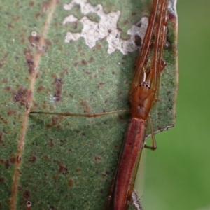 Tetragnatha sp. (genus) at Murrumbateman, NSW - 15 Oct 2023