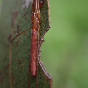 Tetragnatha sp. (genus) at Murrumbateman, NSW - 15 Oct 2023