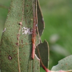 Tetragnatha sp. (genus) at Murrumbateman, NSW - 15 Oct 2023